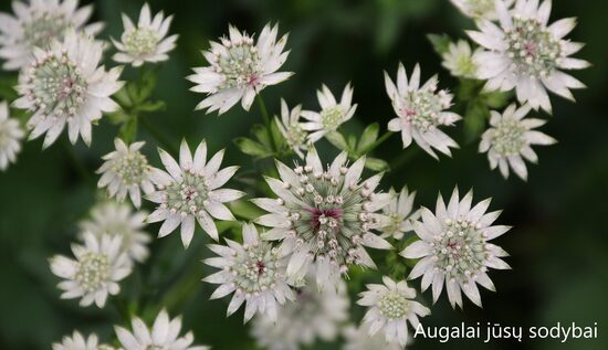 Astrancija didžioji (Astrantia major) 'Star of Billion'